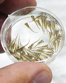Newly hatched catfish