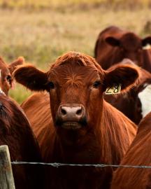cows