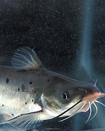 Catfish