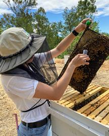 Collecting adult bee samples 