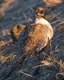 A female sage grouse