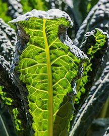 Kale leaves