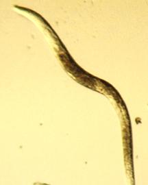 Nematode