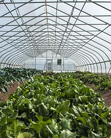 Leafy greens growing in a greenhouse