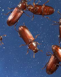 Red flour beetles