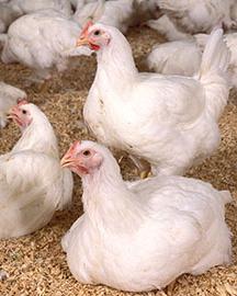  A flock of chickens