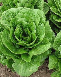 Lettuce