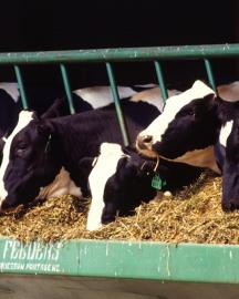 Dairy cows. (Photo by Scott Bauer, ARS)