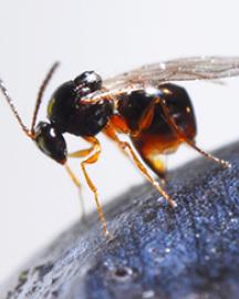 An adult Ganaspis wasp depositing eggs into a blueberry.
