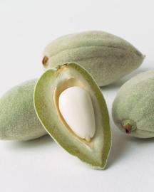 Cross-section of an almond hull. 