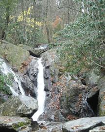A wooded area