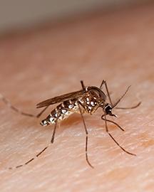 A mosquito on human skin