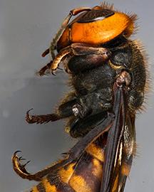 D4467 1 Asian giant hornet