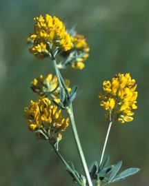 K10747 1Alfalfa image