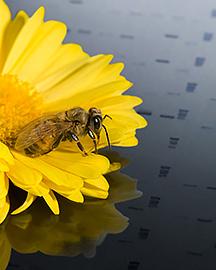 Honey bee on a DNA fragment analysis map.