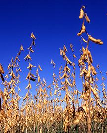 Soybean plants in the field ready for harvest