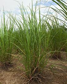 Energy cane growing  in a research plot in Georgia. 