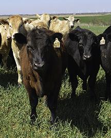 Cattle in a field