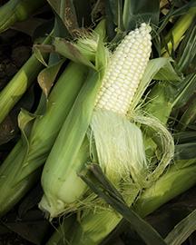 Usdacorn image