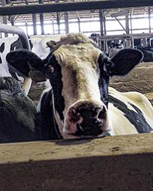 A black and white cow