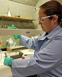 Serrano ARS researcher makes lures that contain known wasp and hornet attractants for use in Asian giant hornet traps.
