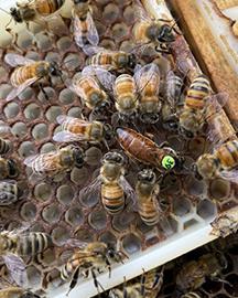 Bees in a hive