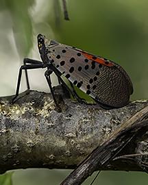 Adult winged spotted lanternfly 