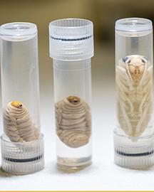 Aghvials Vespa mandarinia, Asian giant hornet (AGH) larve and pupa in specimen tubes