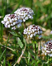 A flowering cover crop 