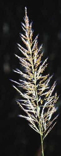 Southeast Sugarcane