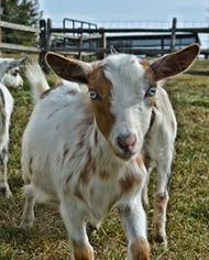 A goat