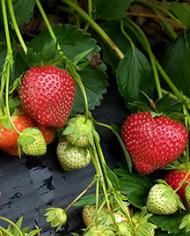 Strawberries growing