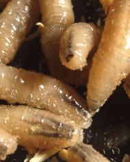 Screwworms