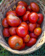Fresh tomatoes in a basket