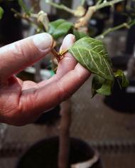 Plant Inspection