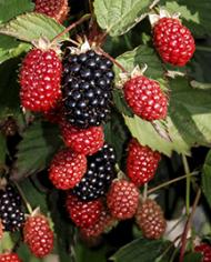 Twilight blackberries