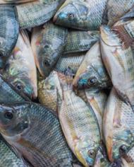Gettyimagestilapia image