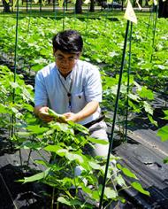 David Fang inspects upland cotton lines in a test field