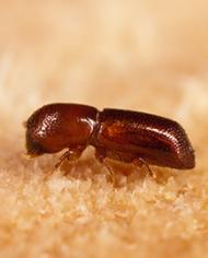 Redbay ambrosia beetle