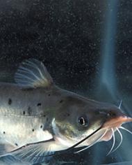 Catfish