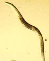 Nematode