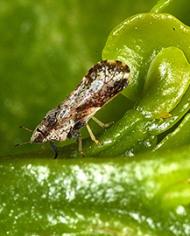 Citrus psyllid