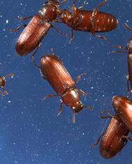 Red flour beetles