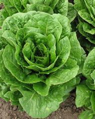 Lettuce