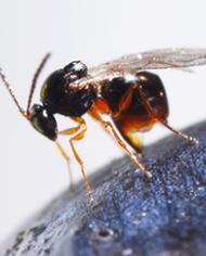 An adult Ganaspis wasp depositing eggs into a blueberry.