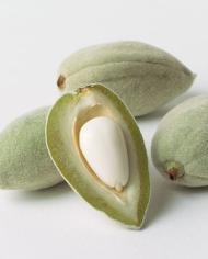 Cross-section of an almond hull. 