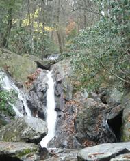 A wooded area