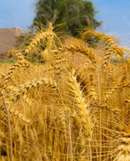 A wheat field