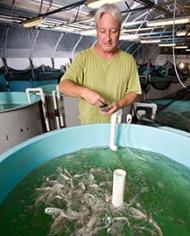 Marty Riche feeding juvenile Florida pompano.