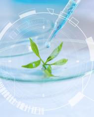 An eyedropper dispensing a liquid onto a small green seedling in a lab.